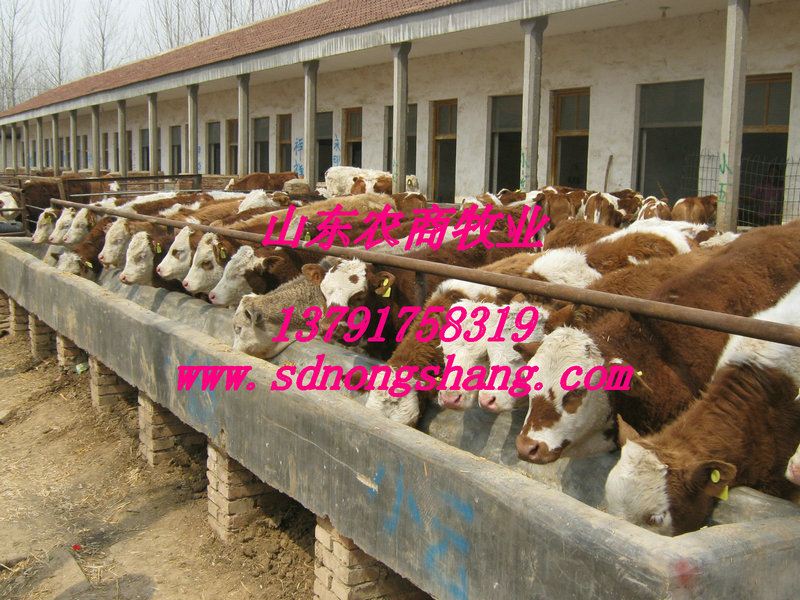 辽宁鞍山养牛场-鞍山肉牛养殖基地 - 袁良金 - 职