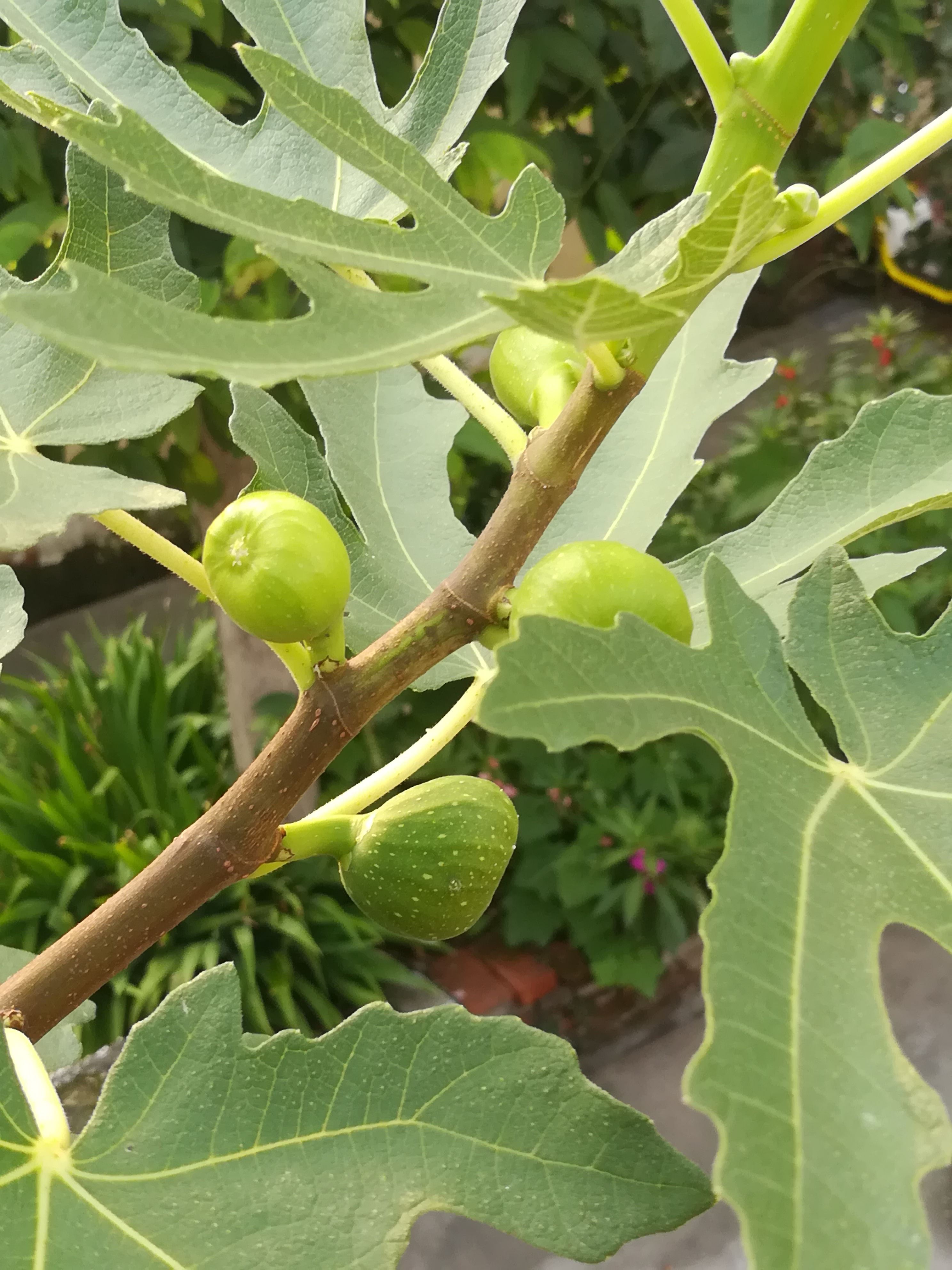 无花果