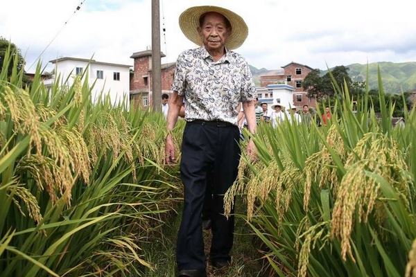 哀痛杂交水稻之父袁隆平逝世影响力已遍及世界多国