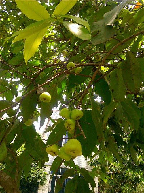 莲雾周年常绿,也是家庭绿化树。树姿优美,花期