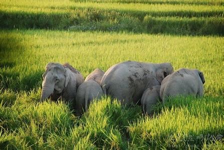 在环境史家伊懋可看来,中国从上古至帝制晚期