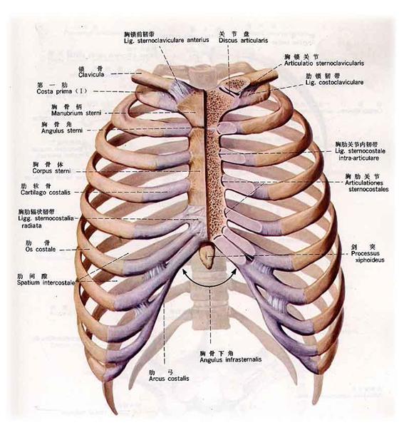 x线片上的肋骨数量之争