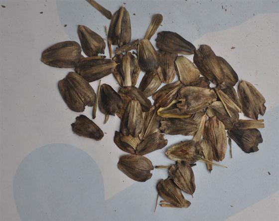 串叶松香草颗粒