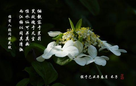 玉树琼花