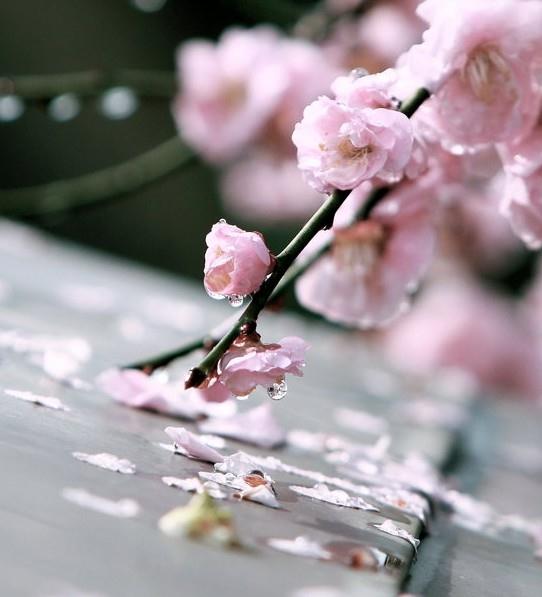 日本的烂漫樱花