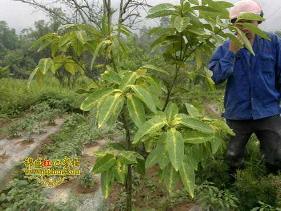 红心蜜柚四斑黄蜘蛛 - 林锦蓉 - 职业日志