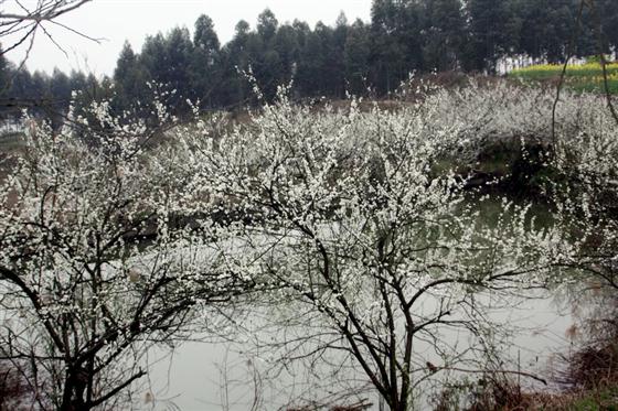 黄瓜山:梨花满地尽芳菲