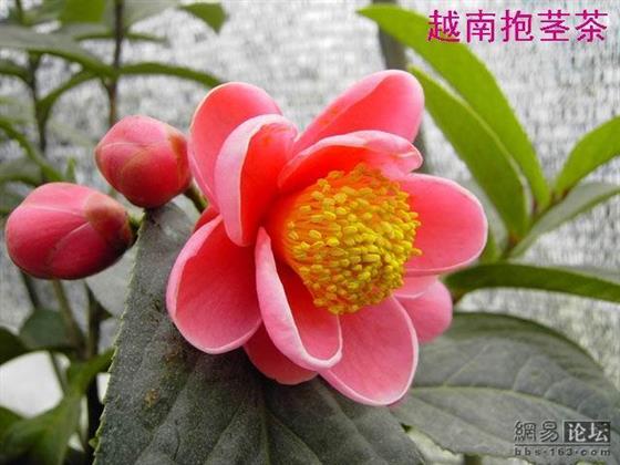 山茶花是昆明,青岛,威海,重庆,万县,宁波,温州,金华,景德镇,衡阳