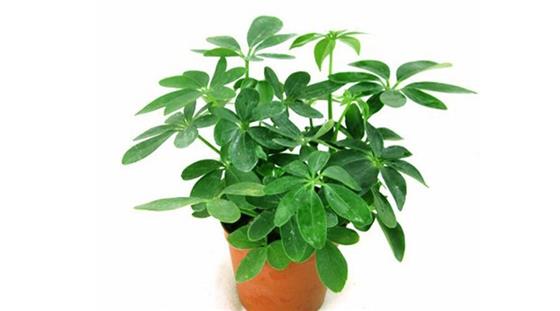 旺财植物:七叶莲