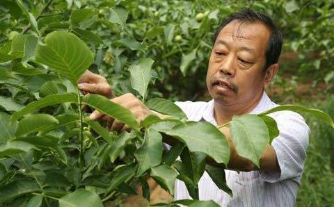 在田间工作的陆国军 新时代农民脱贫致富陆国军