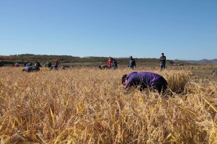 看样子,这种水稻的亩产量不会很高.#朝鲜农村