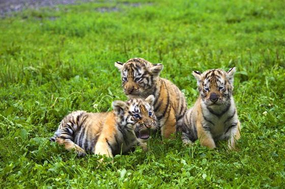 摄影家潘嵩毅:光影中优雅威武的东北虎