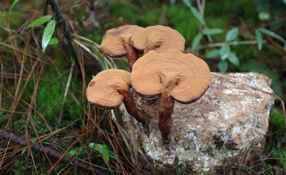 "青冈木"是灵芝最理想的营养源,品种被专家称为"黔青冈芝".