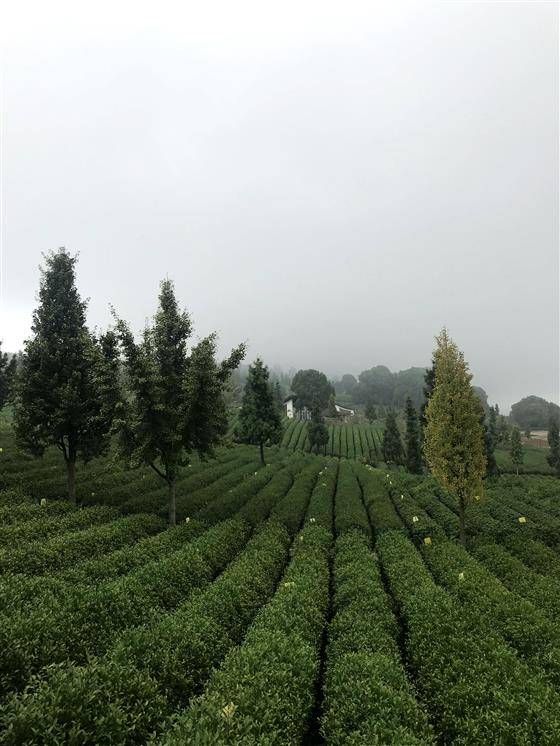 巴南銀針定心茶