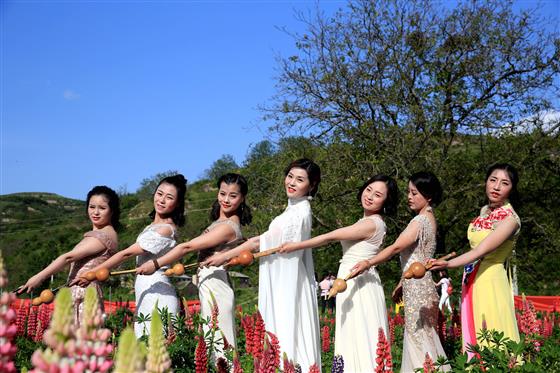 甘肅天水:葫蘆絲美女藍香芥花魯冰花競秀成靚麗風景