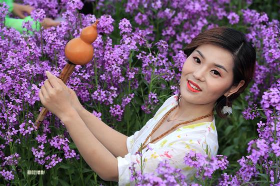 甘肅天水:葫蘆絲美女藍香芥花魯冰花競秀成靚麗風景